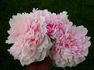 peonies